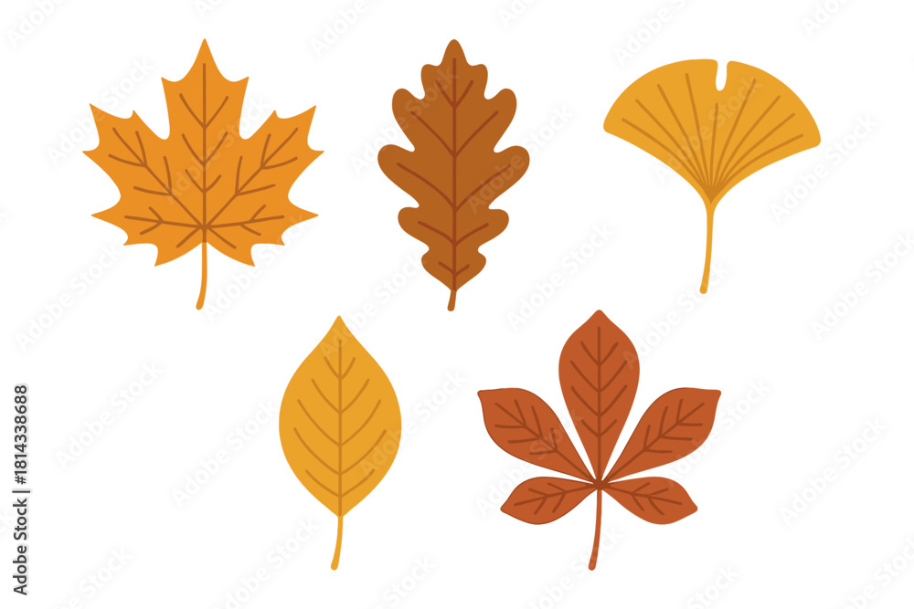 Fototapeta premium Five different autumn tree leaves in warm seasonal colors isolated on white