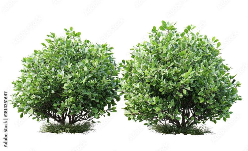 Obraz premium Two rounded green shrubs on a transparent background, suitable for architectural rendering
