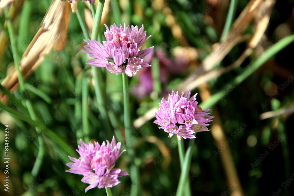 Fototapeta premium planta flor allium schoenoprasum