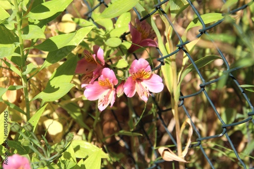 Wallpaper Mural planta flor alstroemeria  Torontodigital.ca