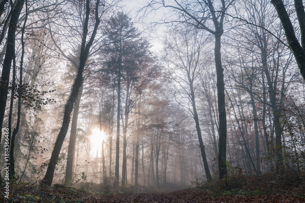 Fototapeta premium Sunbeams Piercing Misty Forest Path in Autumn