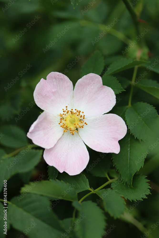 Obraz premium Delicate beauty of a wild rose in bloom