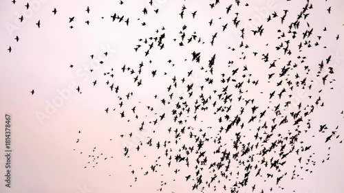 A murmuration of starlings, super slow motion 250fps against the evening sky