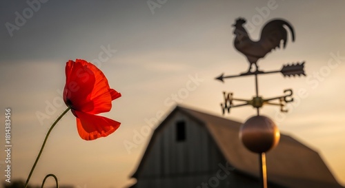 ポピーと風見鶏 夕暮れの農村風景