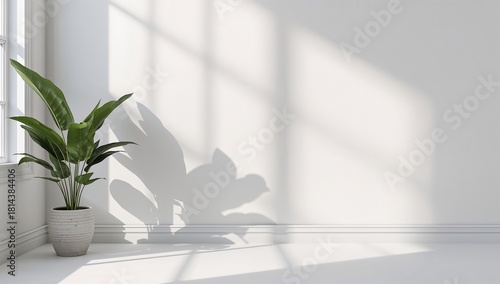 Bright Indoor Space With a Potted Plant Casting a Shadow on a White Wall