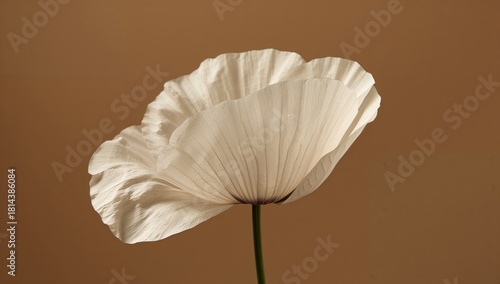 Delicate White Flower Stands Tall Against a Soft Neutral Background in Calm L...