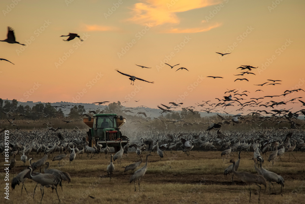 Obraz premium Wintering populations of Cranes in Israel