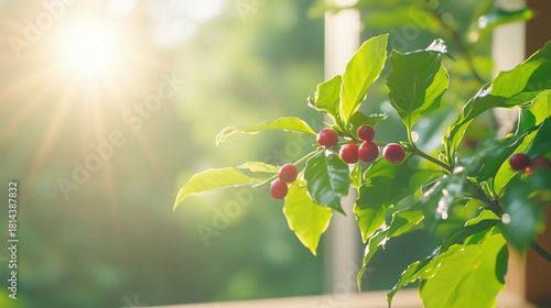 Lush green coffee plants with bright cherries, illuminated by warm sunlight, representing a thriving coffee plantation