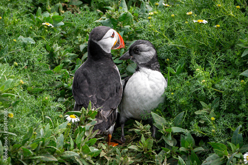 Atlantic puffin, Fratercula arctica, with puffling emerging from burrow