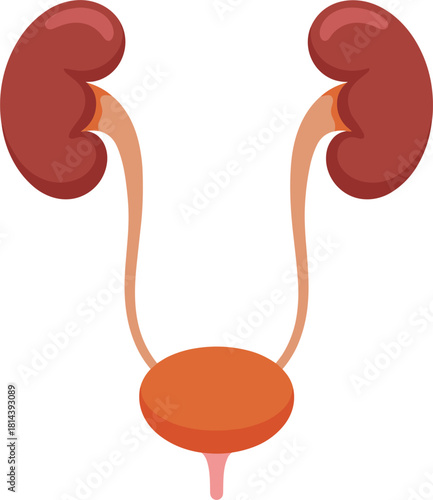 Stylized Human Kidneys and Bladder Anatomy Illustration biological biology