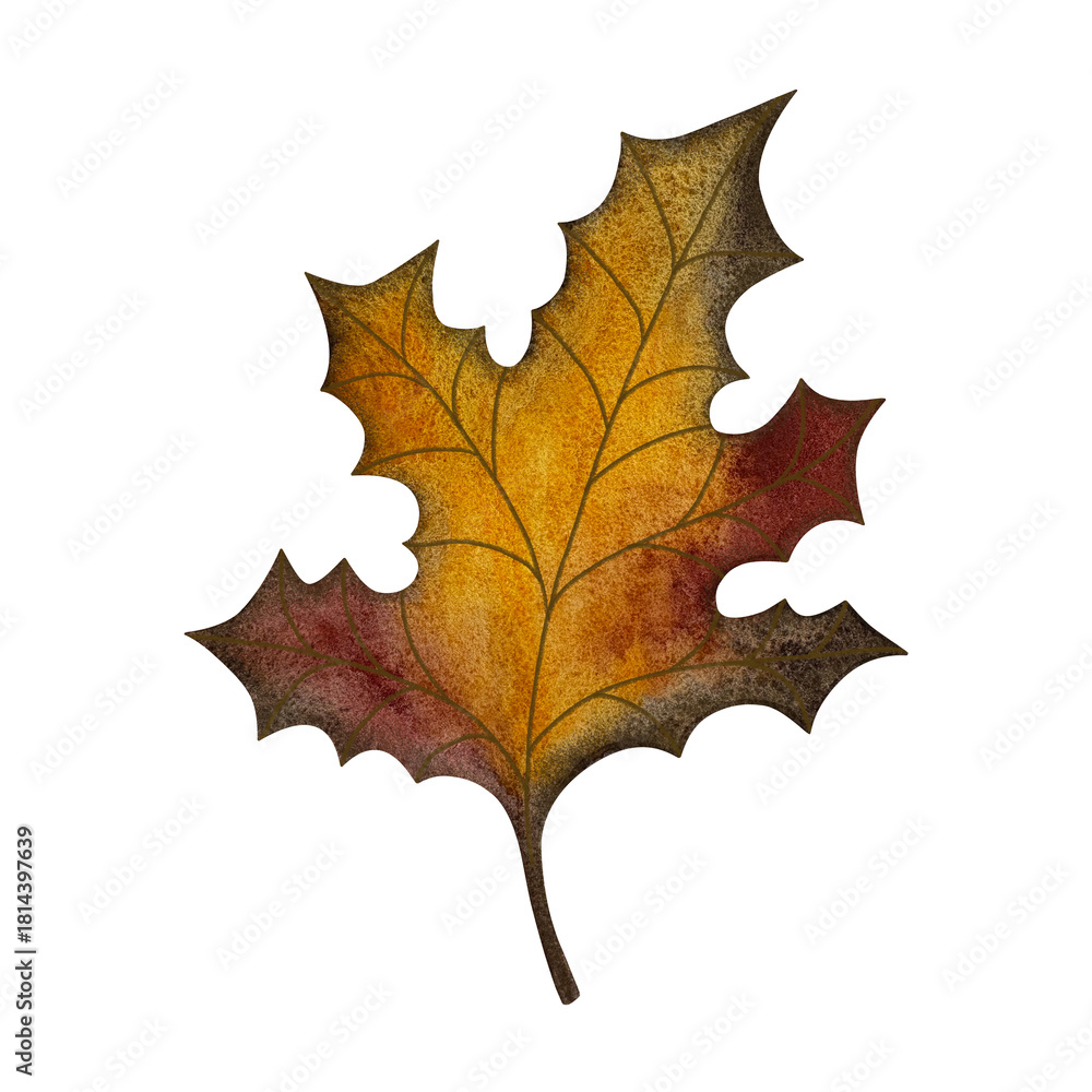 Fototapeta premium Watercolor maple leaf. Yellow, red, green autumn maple leaf isolated on white.