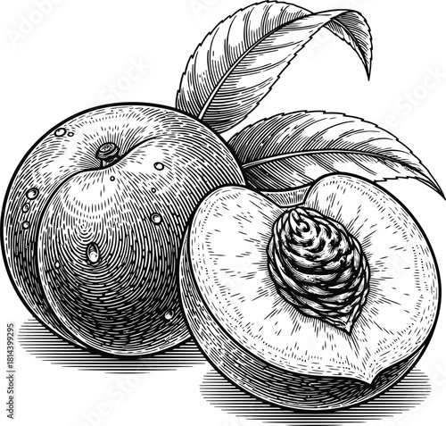 Engraving art vintage engraving illustration of two fresh peaches, one whole and one halved showing the pit, with leaves