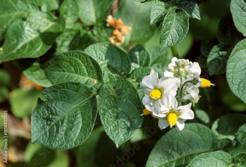 Fototapeta Naklejka Na Ścianę i Meble -  Pomme de terre 'Ratte'