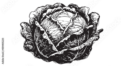 Detailed black and white illustration of a fresh cabbage head in a monochrome sketch.