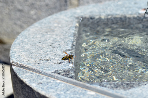 Echte Wespe beim Rohstoffsammeln für Nestbau
