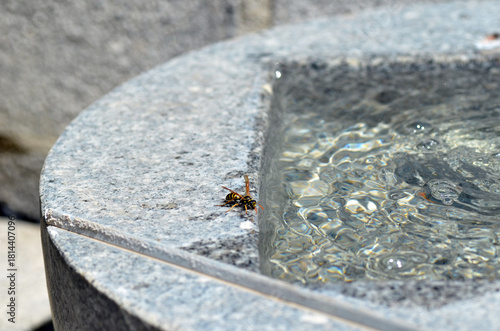 Echte Wespe beim Rohstoffsammeln für Nestbau