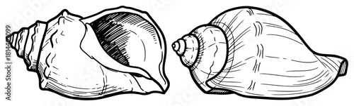 Hand drawn sketch of holy Shankha conch shell used in Hindu rituals and puja ceremonies vector illustration