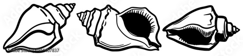 Set of three hand drawn Shankha conch shells used in Hindu rituals or marine nature design elements in vintage sketch style