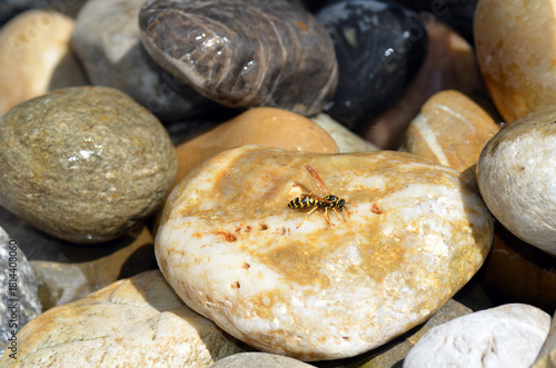 Echte Wespe beim Rohstoffsammeln für Nestbau