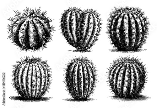 Barrel cactus set vintage engraved botanical vector illustration