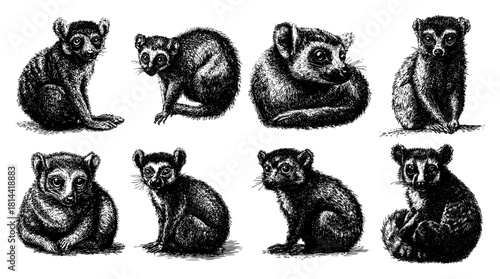set of lemur poses sitting vintage engraved primate illustration vector