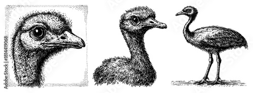 Ostrich head portrait and full bird vintage engraved vector illustration