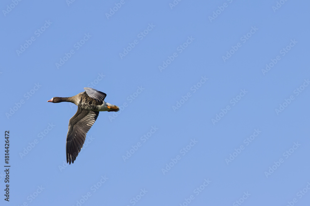 Obraz premium flying goose framed by blue sky, greylag goose in flight, greylag goose soaring in the sky, large bird in flight seen from the side, spread wings, freedom, free as a bird, flying, Anser anser