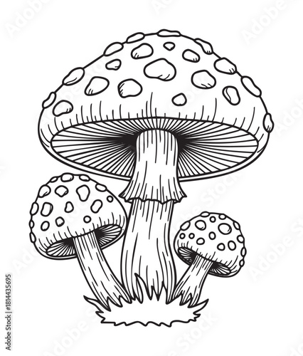 Hand-drawn black and white line art illustration of three whimsical spotted toadstools, a classic fairytale mushroom design