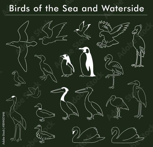 海と水辺の鳥の手描きイラストセット