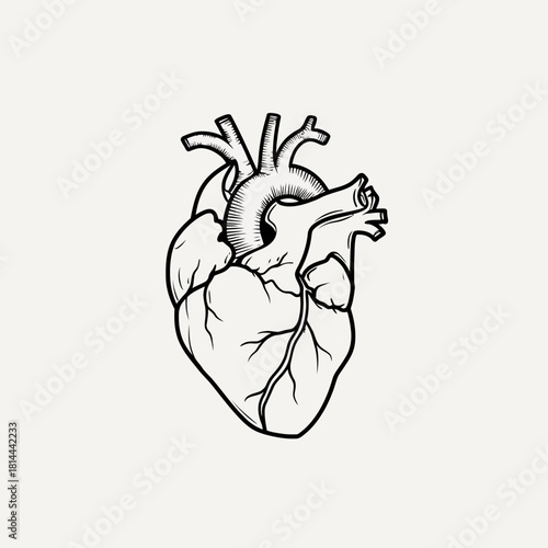 Detailed vintage anatomical human heart illustration. Hand-drawn medical diagram of internal organ, science and health concept.