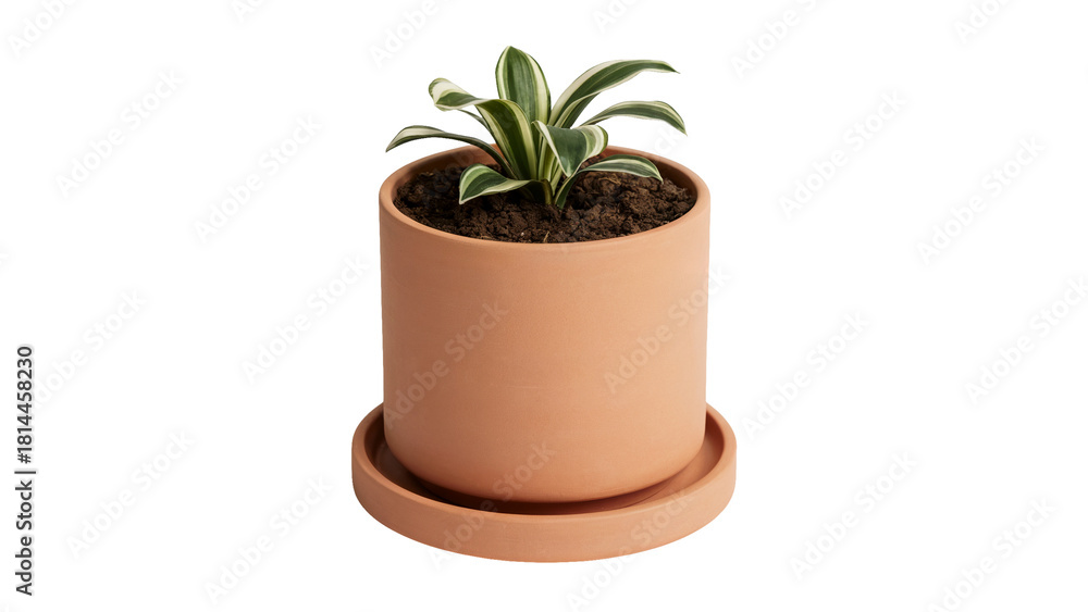 Fototapeta premium Stylish snake plant in terracotta pot adding vibrant green life to modern interiors, perfect for home decor and minimalist spaces with fresh botanical style isolated on white or transparent png.