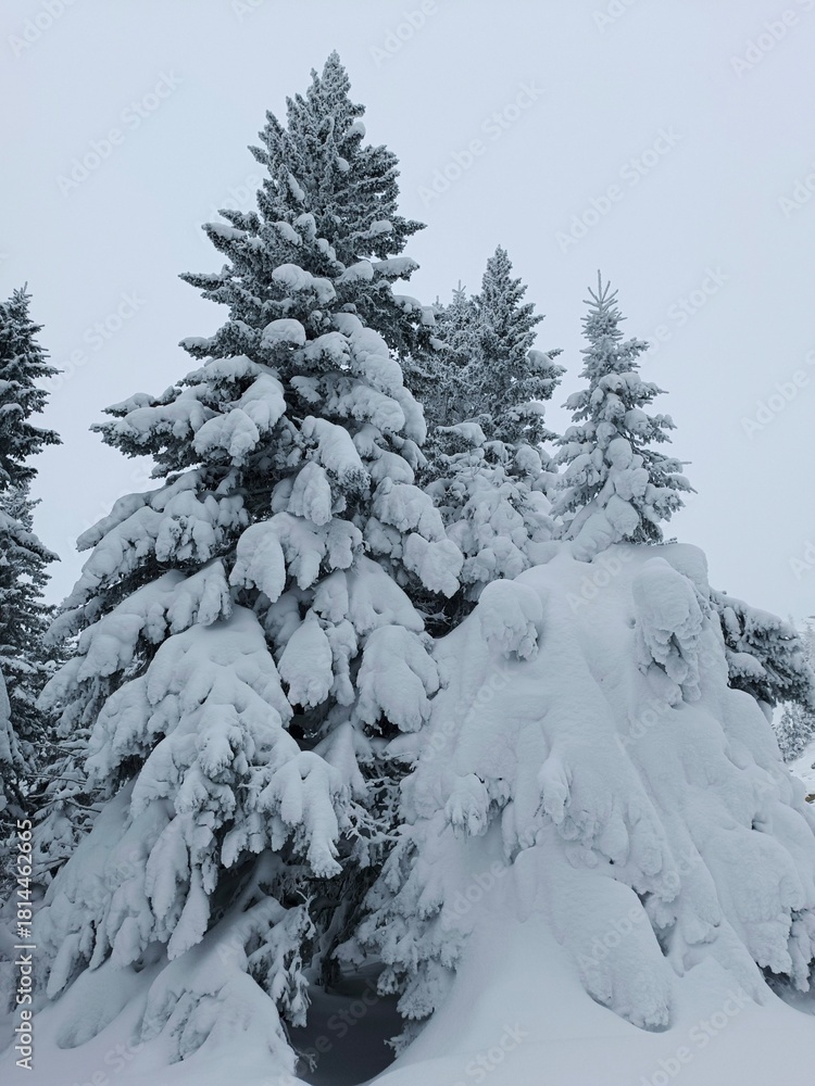 Naklejka premium snow covered trees