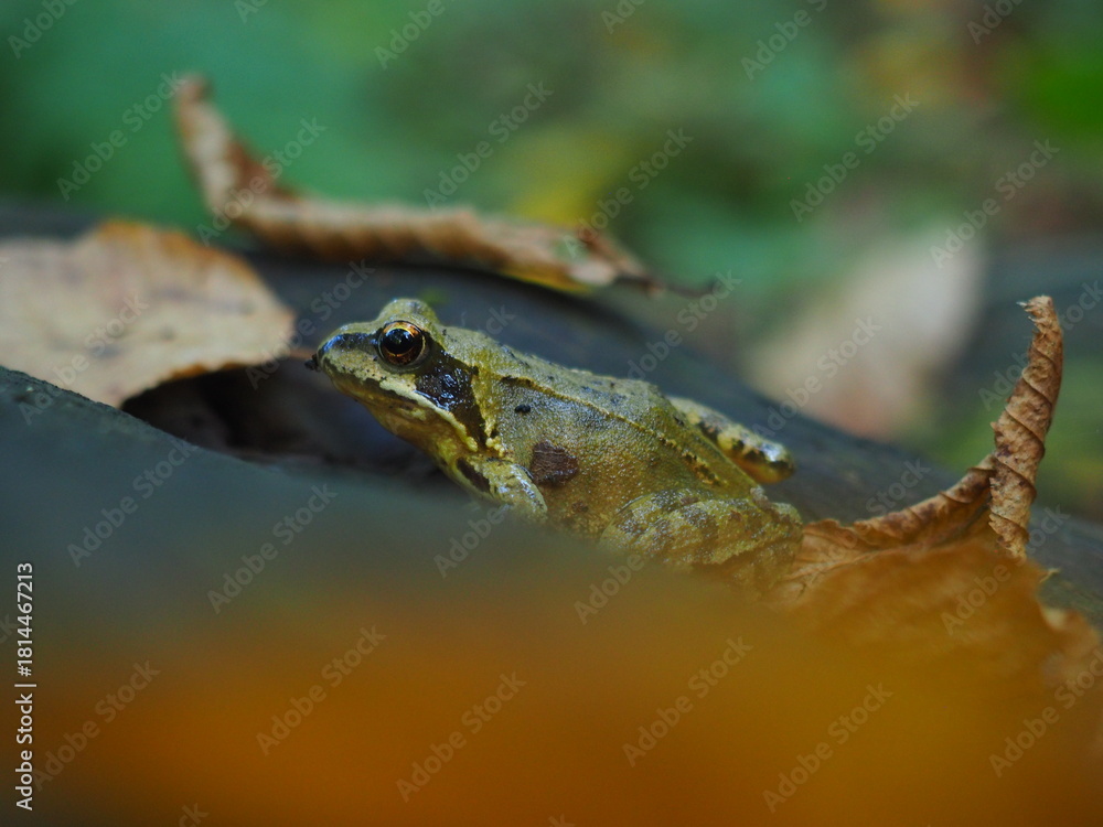 Fototapeta premium JESIEŃ LAS