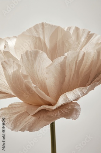 Soft Beige Flower With Delicate Petals on a Neutral Background