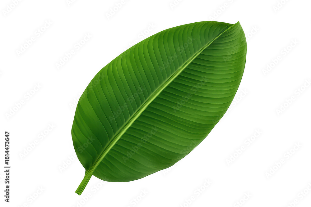 Obraz premium Banana leaf vector illustration with green tropical plant foliage design element on transparent background