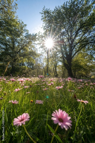 Serene Spring Garden Filled With Blooming Flowers and Gentle Sunlight