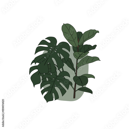 Bohemian poster design featuring Monstera and Fiddle Leaf Fig houseplants, a minimalist modern botanical vector illustration for decor