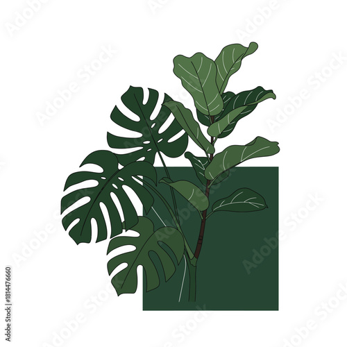A beautifully simple vector art poster with an outline illustration of popular houseplants, the Monstera Deliciosa and Fiddle Leaf Fig