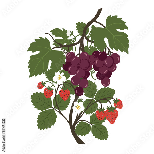 A decorative editorial vector illustration of a bohemian style grapevine intertwined with a flowering strawberry plant and fresh fruit