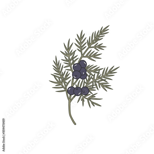 Stylized juniper branch with berries, a botanical vector illustration perfect for a minimalist logo emblem or elegant natural design