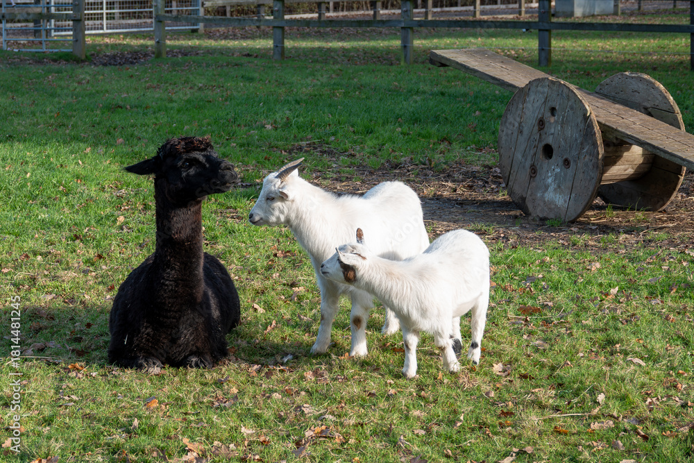 Naklejka premium young goat kids making friends with a pretty black alpaca with a seesaw in the background