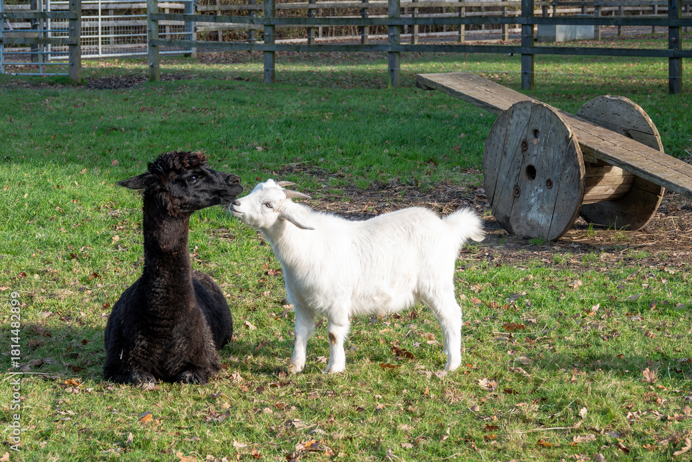 Obraz premium young goat kid making friends with a pretty black alpaca with a seesaw in the background