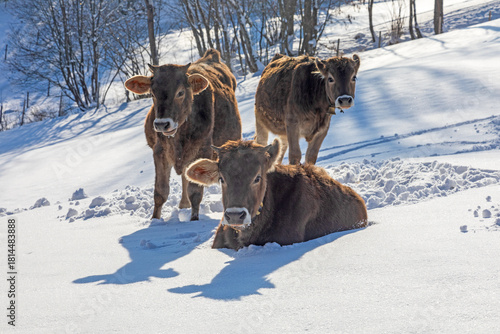 Kühe im Schnee - Allgäu - Schumpen - Winter - Kälbchen