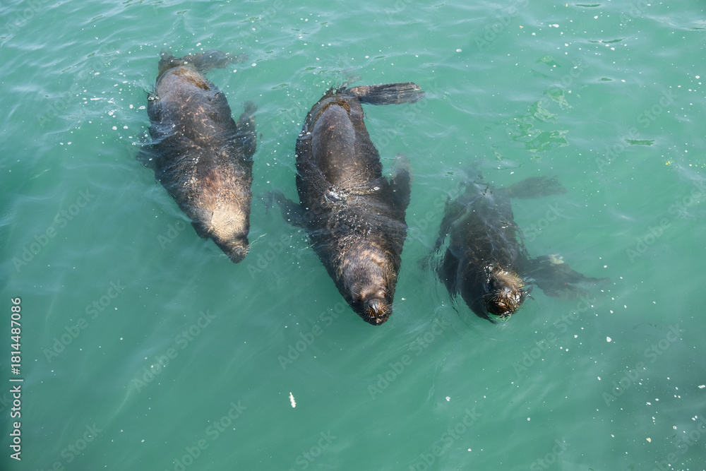 Obraz premium Sea lions swimming in group in ocean water