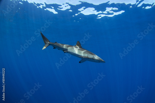 Silky sharks near Cabo in Baja California. Sharks swim in the blue tropical waters. Swimming with common sharks in Mexico.