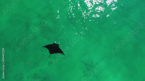 Aerial View of Manta Ray Swimming in the Ocean