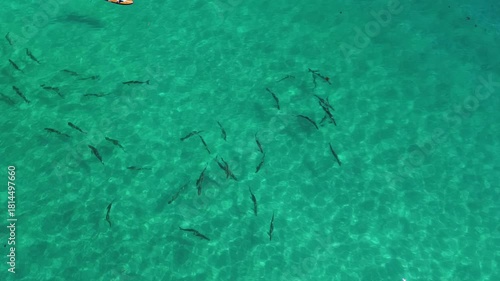 Aerial View of a School of Tarpon in the Ocean