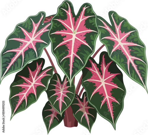 heartbeat of the tropics caladiums vibrant foliage, a masterpiece of natural design, isolated on transparent background