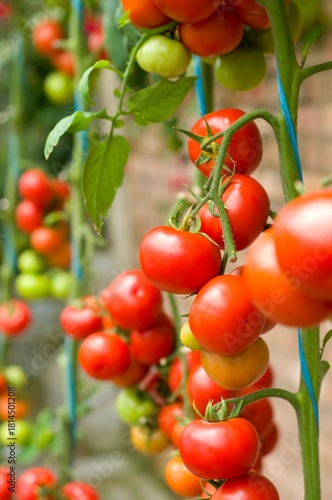 Ripe red tomatoes growing in clusters on healthy green vines inside a greenhouse, showcasing fresh organic produce ready for harvest.