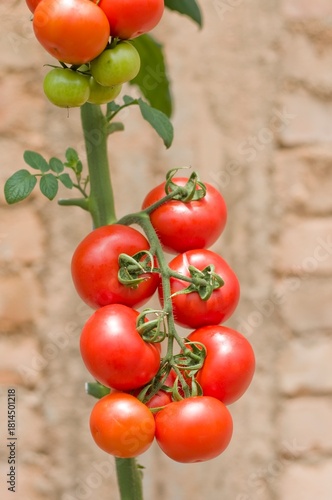 Ripe red tomatoes growing in clusters on healthy green vines inside a greenhouse, showcasing fresh organic produce ready for harvest.